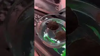 Feeding my turtles in a separate container