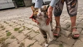 Calico cat with a yellow spot at the tip of its tail is so eager to be petted