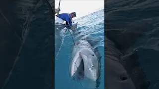 MASSIVE 1000lb Tiger Shark