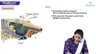 Middle ear : Head and neck Anatomy : MBBS Lecture