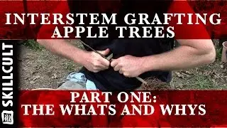 Grafting Dwarf Interstem Apple Trees 1/3:  What and why, advantages and disadvantages