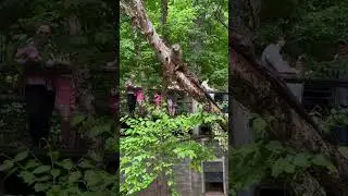 An otter climbing a tree #otter #tree #animals #zoo #cute #nature #whoknew #river #cuteanimals