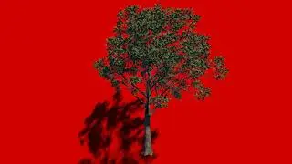 GREEN SCREEN TREE// CHROMA KEY TREE// 