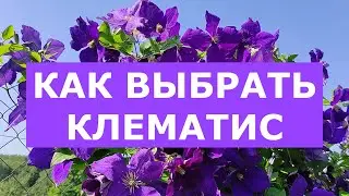 Клематисы для начинающих