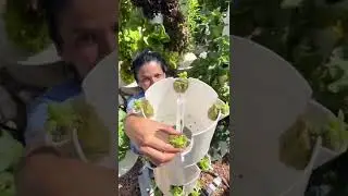 Vertical farming with 🌿basil 