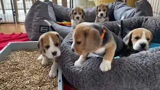 Beagle Puppy Army Fighting & Howling