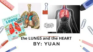 The LUNGS and the HEART: A Science Lesson