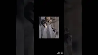 cat ka funny videos 