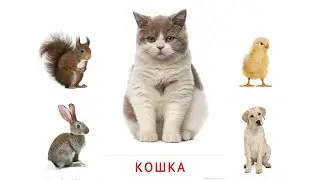 УЧИМ ЖИВОТНЫХ И ИХ ДЕТЕНЫШЕЙ /Развивающие мультики для детей. Обучающее видео