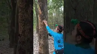 Girl find weird tree in forest.          #shorts 