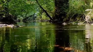 GENTLE BROOK SOUNDS WITH GOLDEN ORIOLE BIRDSONG, INSTANT STRESS RELIEF, RELAXING NATURE SOUNDS