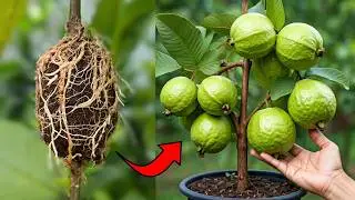 Grow Your Guava Tree FAST with These Expert Air Layering Tips!