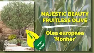 MAJESTIC BEAUTY FRUITLESS OLIVE | Olea europaea Monher