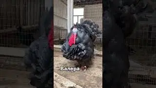 Закрываем тренд, Валериевна всех уделала 😀🐥 Глаза точно Валерины