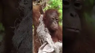 Young Orangutan Enjoys Wearing Clothes! 🦧👗