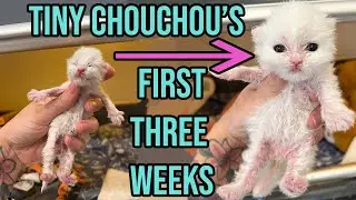 Saving the Tiniest, Fluffiest Kitten with a Cleft Palate (Chouchous First 3 Weeks!)