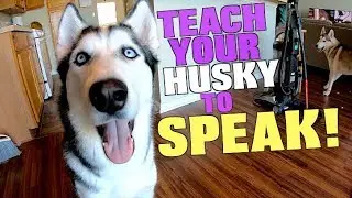 Train Your Husky To SPEAK!