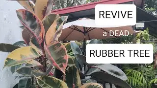 How to Bring Dead Plant Back to Life | Rubber Tree Stem Cutting