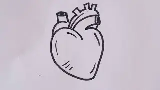 How to draw Human heart drawing / Easy Human heart drawing step by step