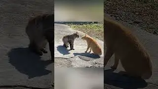 funny animals #funnyvideo