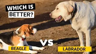 Beagle vs Labrador - Which is Better?