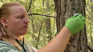 ASMR Cranial Nerve Exam On A Tree