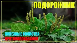 Подорожник лечебные свойства и противопоказания / Лекарственные растения