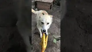 Лапка против Максимки #еда #cute #рецепт #animals #вкусно #farming #пп #food #огород #рецепты