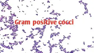 Gram positive cocci | staphylococcus diseases