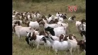 On the Farm: Goat Rearing