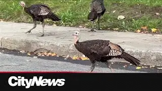 What are wild turkeys doing in Montreal?