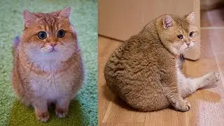 Garfield, Is That You?