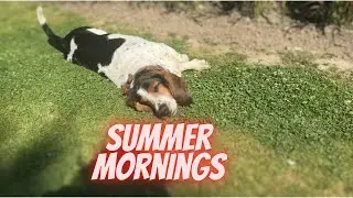 Lazy summer mornings of a basset hound - Sherlock the Basset