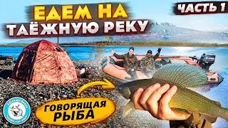 TAIGA RIVER. Behind CHARIUS. Simple FISHING for spinning. Taiga river. Grayling on the river.