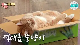 우리집 고양이 츄르를 싫어해! 식탐없는 뚱냥이 팥지 ㅣMy cat hates Chur! fat cat without appetite #ZOO간애니멀#MSG 하하랜드MBC180502