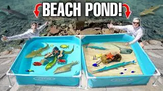 TIDE POOL SALTWATER PONDS With SEA CREATURES Found In BEACH ROCKS!