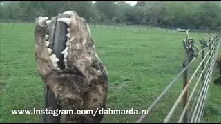 Таджикские аборигенные САО -саги дахмарда сражаются с волками на Северном Кавказе