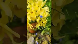 Dendrobium moniliforme hybrid