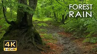 4K HDR Forest Rain - Rain Sounds for Sleep & Relaxation - 10 Hours - Raindrops on Fresh Green Leaves