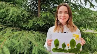 Отправляемся на пикник. Урок английского для детей. Going on a picnic. English lesson for kids.