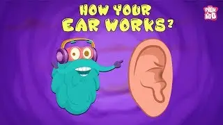 How Your Ear Works? - The Dr. Binocs Show | Best Learning Videos For Kids | Peekaboo Kidz