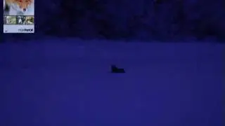 Охота на лису с манком
