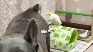 狗和鸡 Dog and the Cockatiel