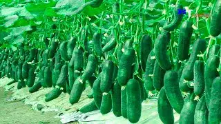 Amazing Agriculture Technology, Plant and Harvest Cucumbers in The Net House, Harvest Bell Peppers