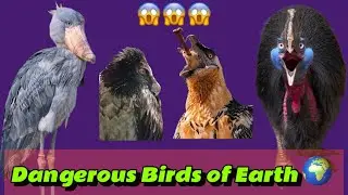 The most Terrifying Bird voices 😱