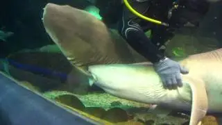 Mating games of sharks. Part 2