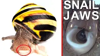 Snails show sharp Teeth in Extreme Macro