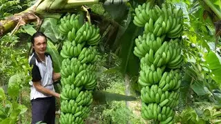 2 year living in forest, Harvest Big Bananas to market sell, Vàng Hoa