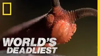 Bizarre Slime Cannon Attack | Worlds Deadliest