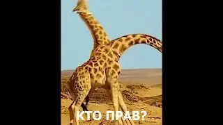 Жирафы танцуют!